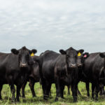 Bulls-6558 Bulls-6558