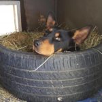 Dog bed Dog bed