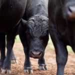 Bulls-6327 Bulls-6327