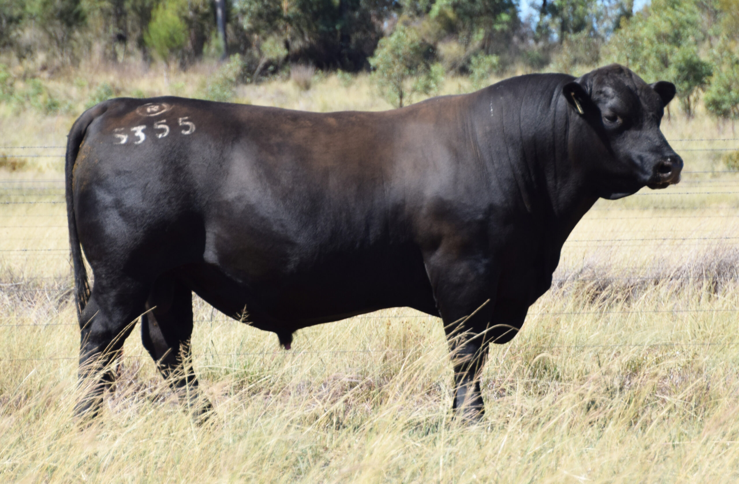 Rennylea Culcairn NOR21S355